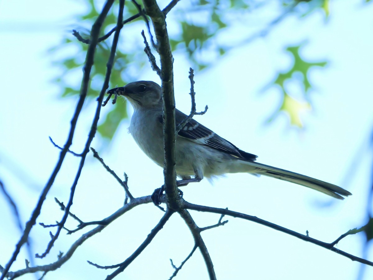 Northern Mockingbird - ML620481165