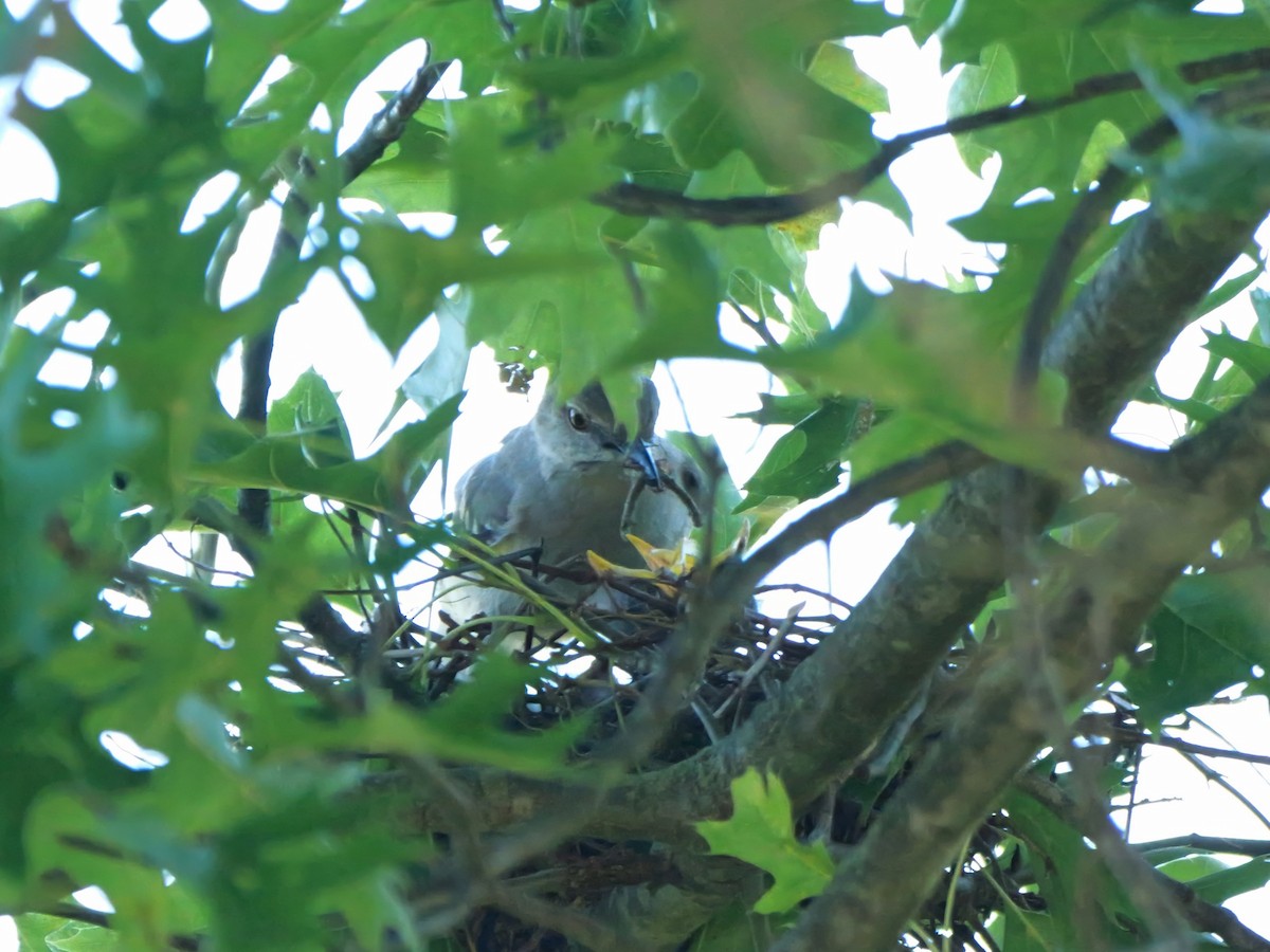 Northern Mockingbird - Pat and Tony Nastase