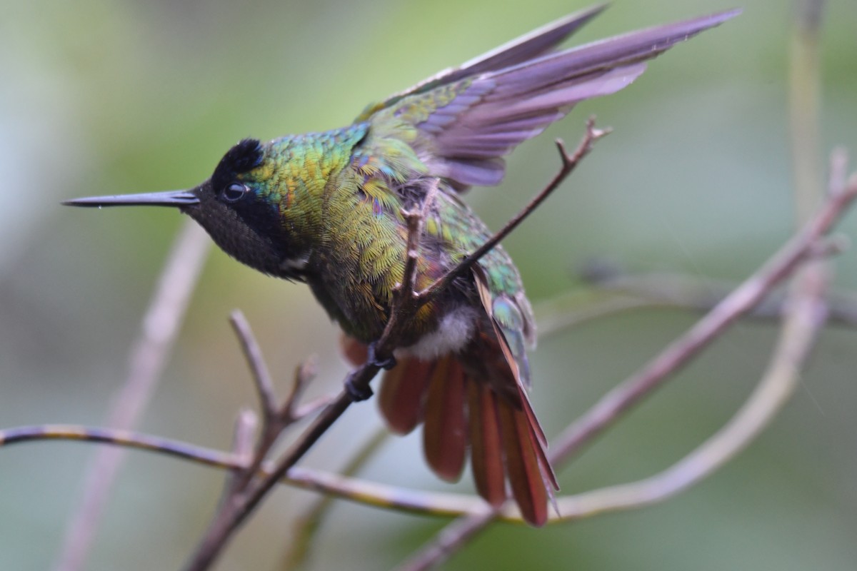 Colibrí Lumaquela - ML620481168