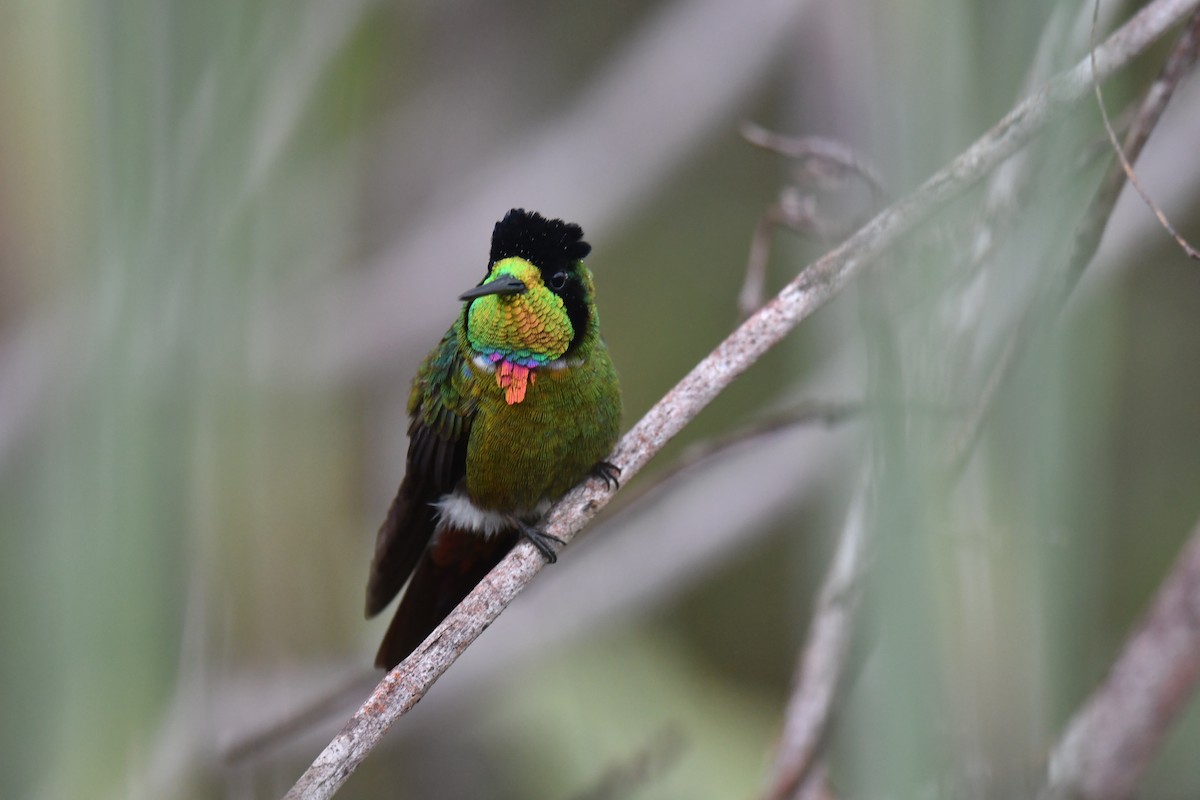 Colibrí Lumaquela - ML620481170