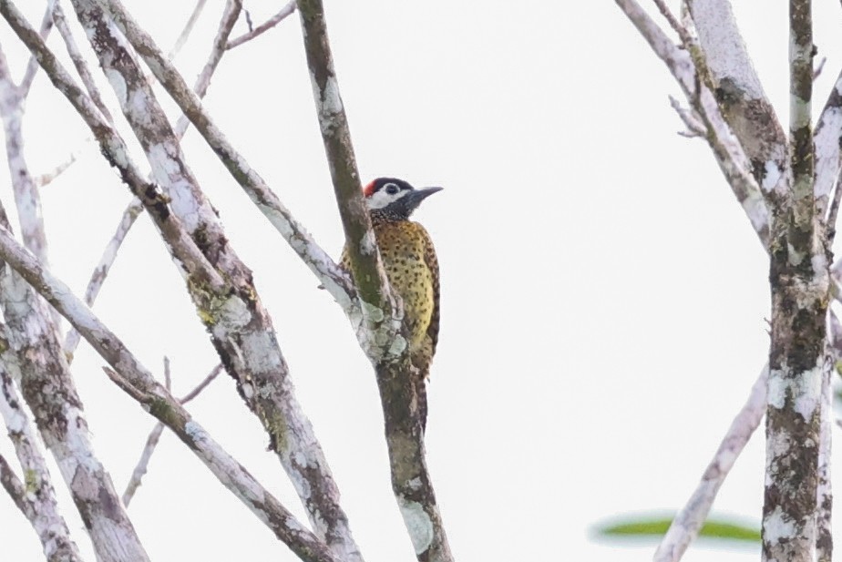 Spot-breasted Woodpecker - ML620481172