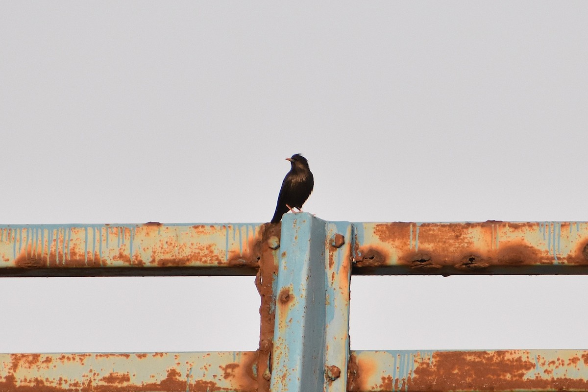 Spotless Starling - ML620481180