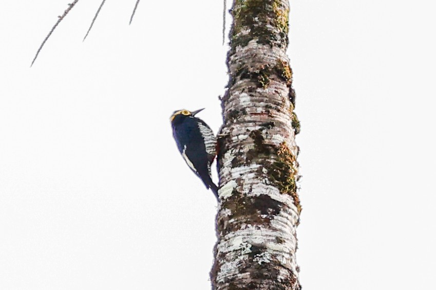 Yellow-tufted Woodpecker - ML620481181