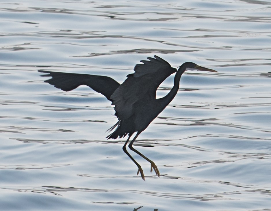 Western Reef-Heron - ML620481182