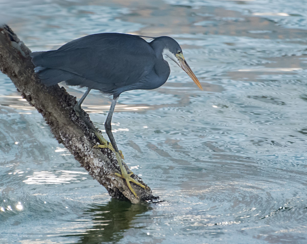 Western Reef-Heron - ML620481183