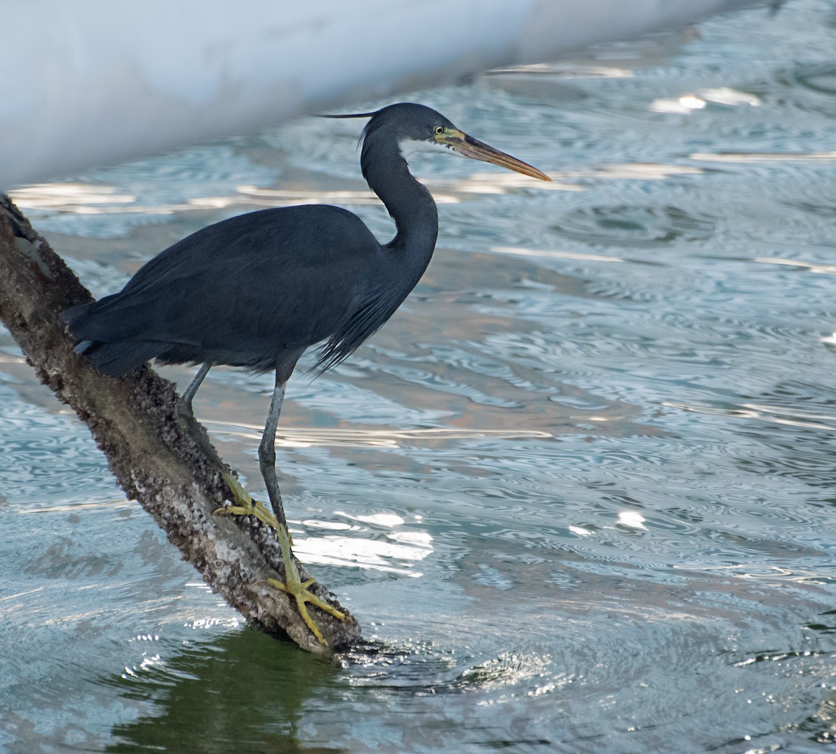 Western Reef-Heron - ML620481185