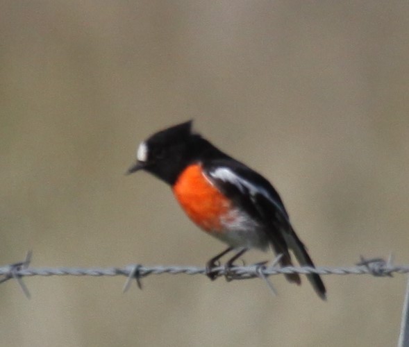 Scarlet Robin - ML620481195