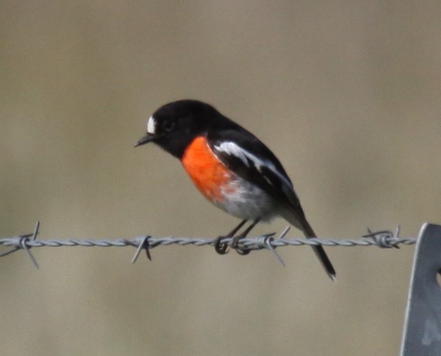 Scarlet Robin - ML620481196