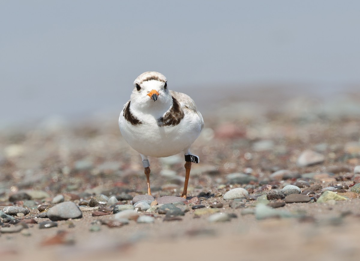 Piping Plover - ML620481200