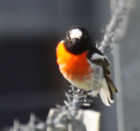 Scarlet Robin - ML620481201