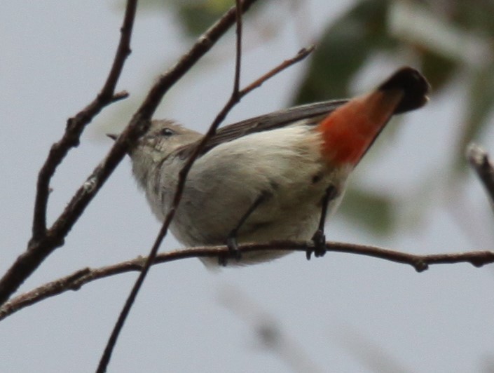 Picaflores Golondrina - ML620481208