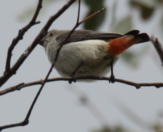 Mistletoebird - ML620481209