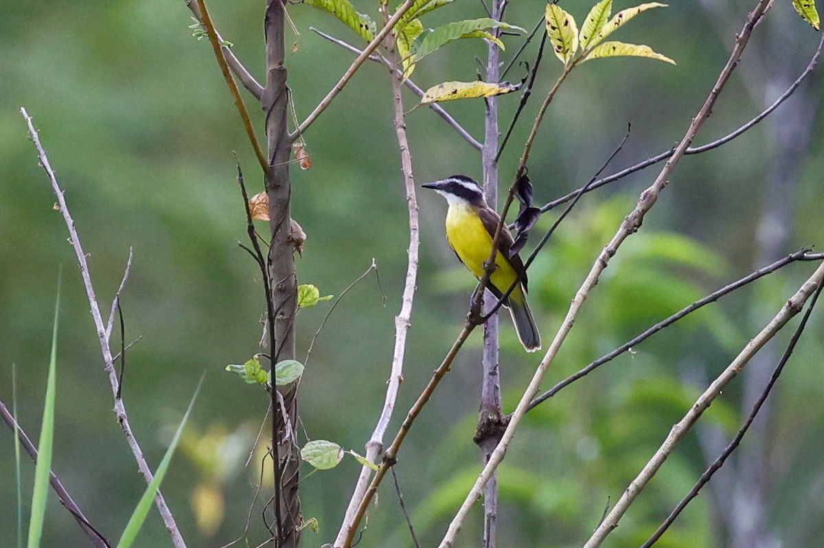 Lesser Kiskadee - ML620481210