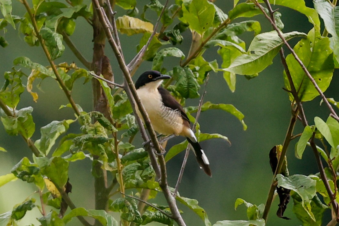 Black-capped Donacobius - ML620481219