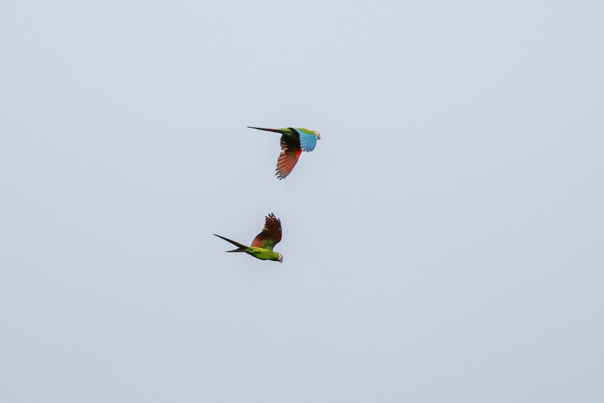 Chestnut-fronted Macaw - ML620481227