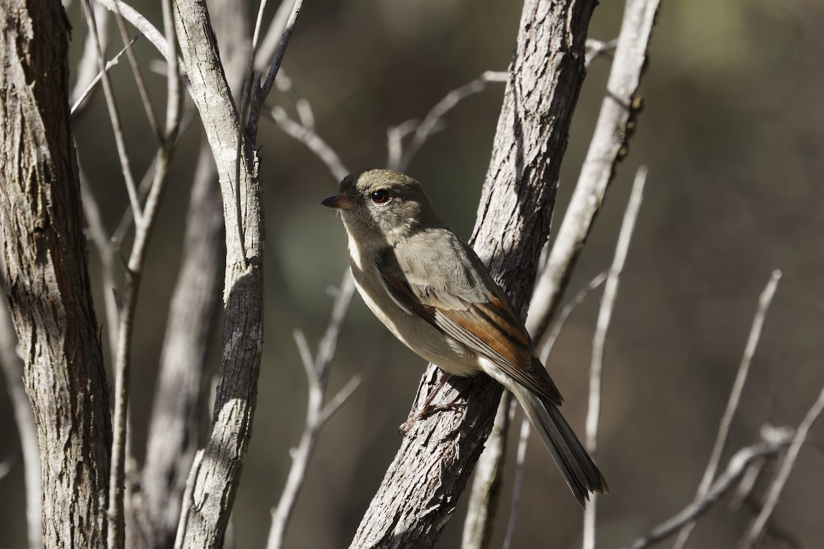 Golden Whistler - ML620481228