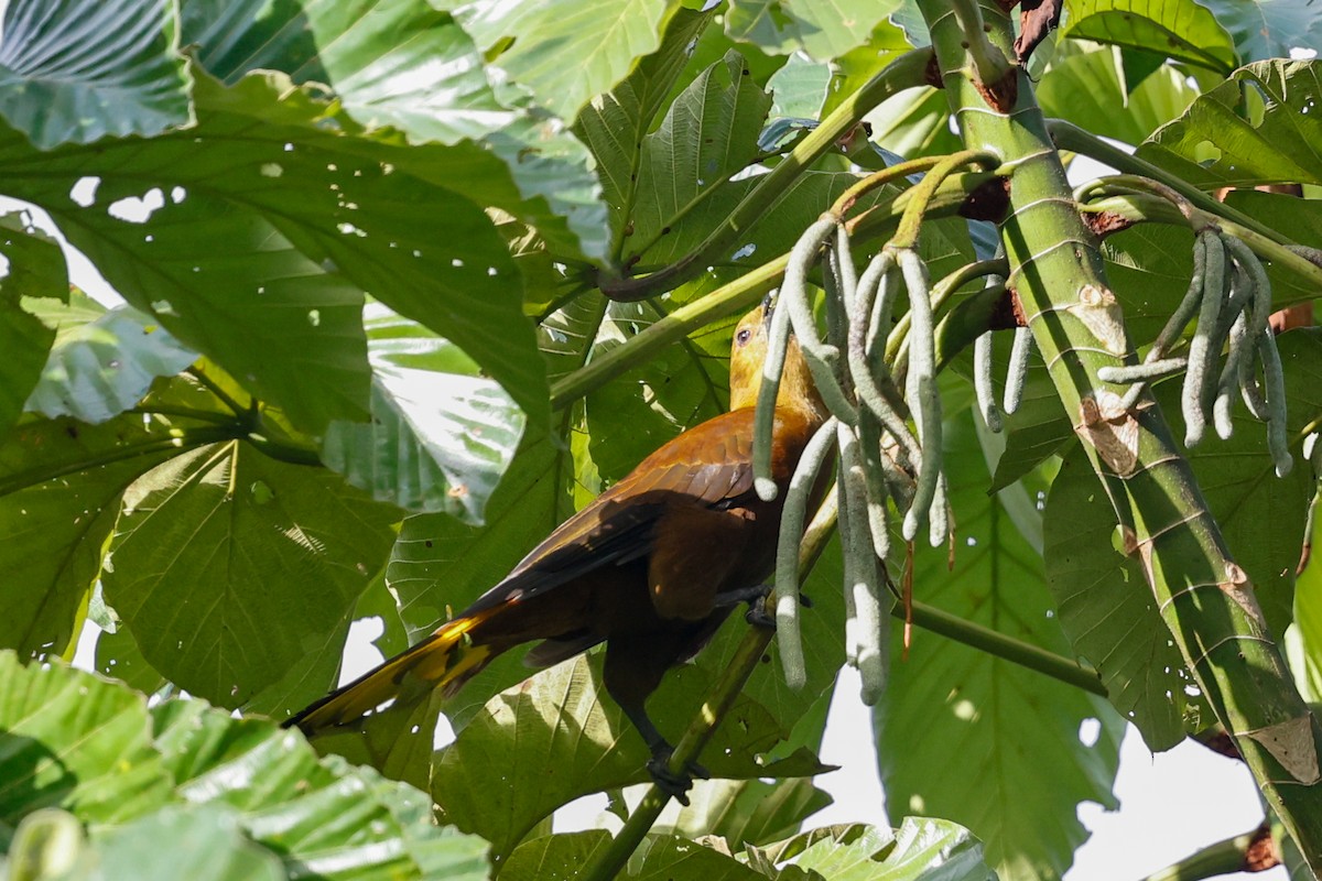 brunoropendola (angustifrons gr.) - ML620481230