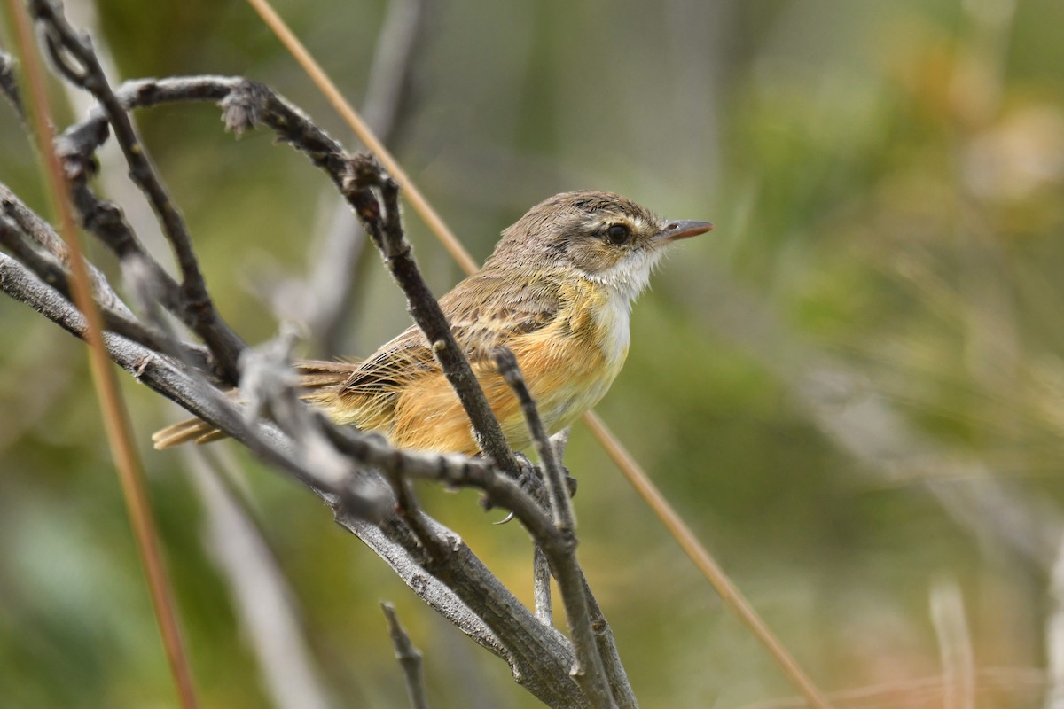 Rufous-sided Scrub-Tyrant - ML620481235