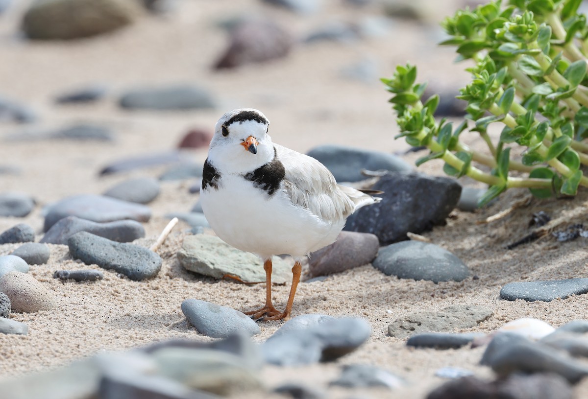 Piping Plover - Jean Carpentier