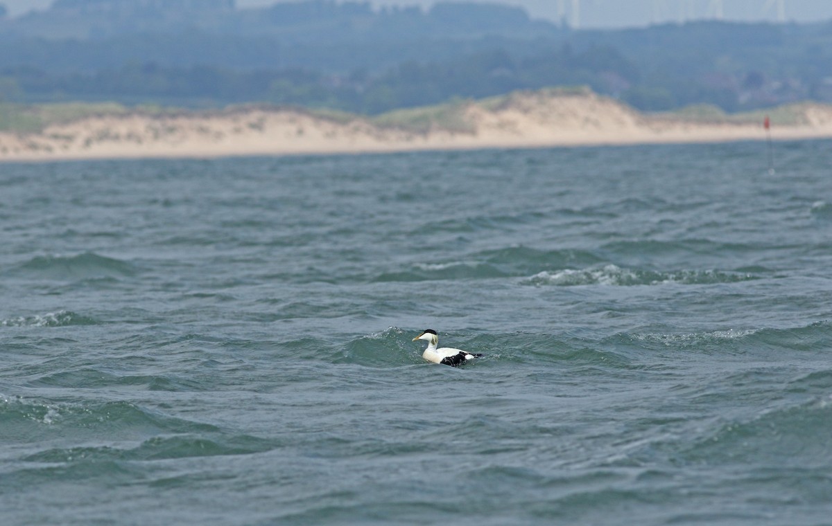 Common Eider - ML620481237