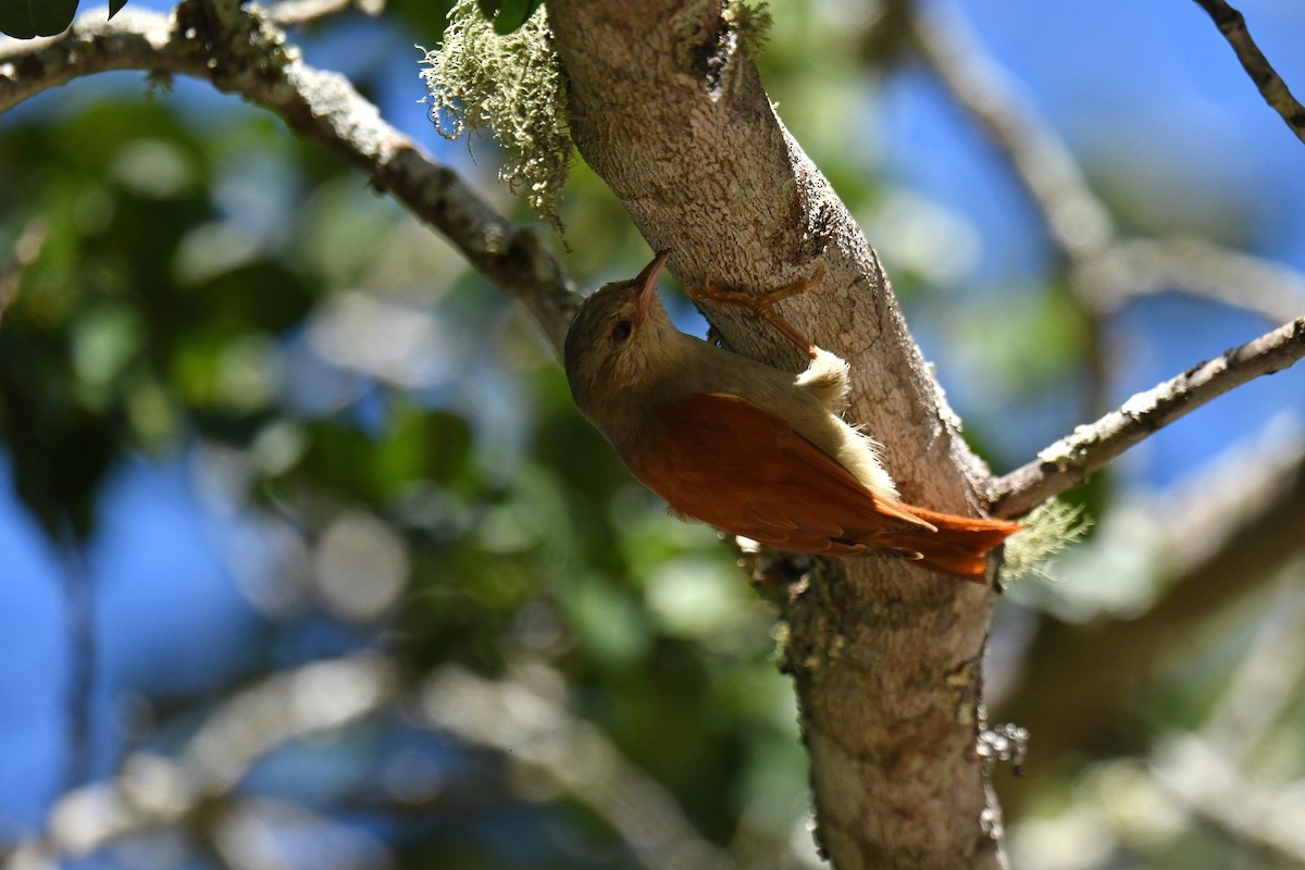 Gray-headed Spinetail - ML620481243