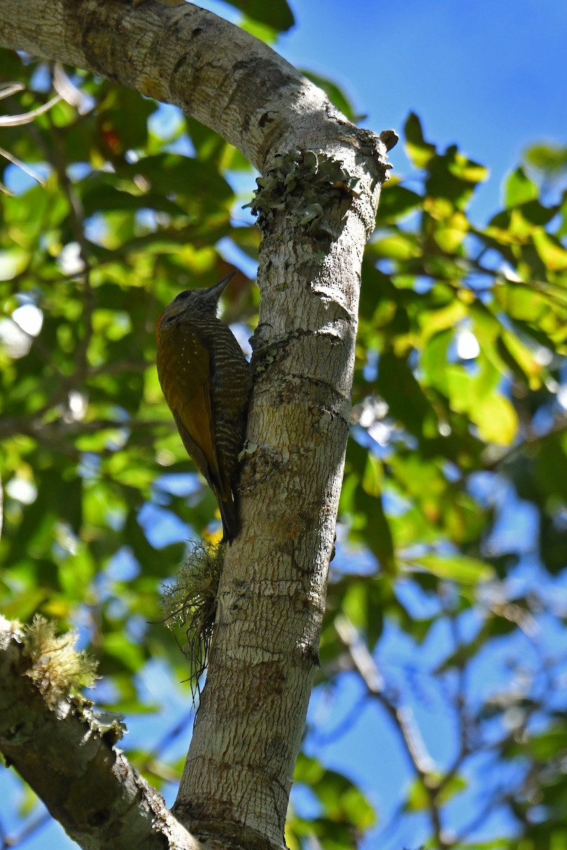 Little Woodpecker - ML620481244