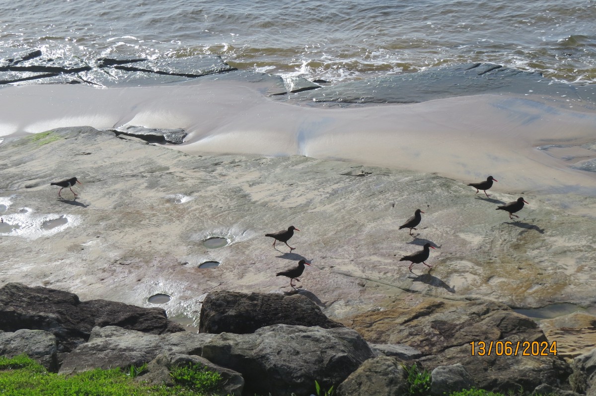 Sooty Oystercatcher - ML620481246