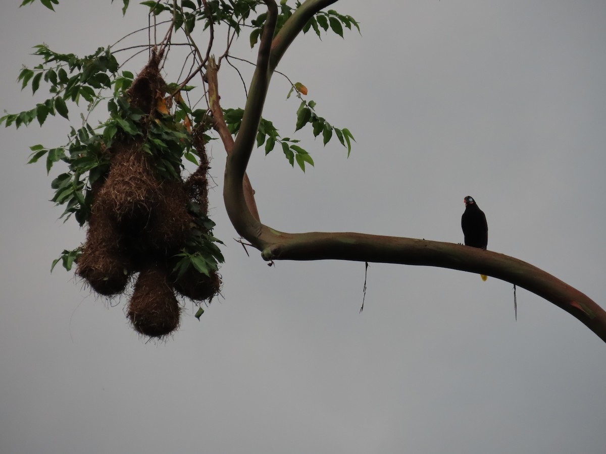 Montezuma Oropendola - ML620481248