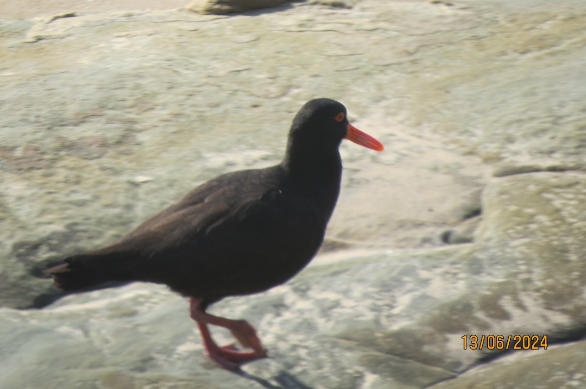 Sooty Oystercatcher - ML620481252