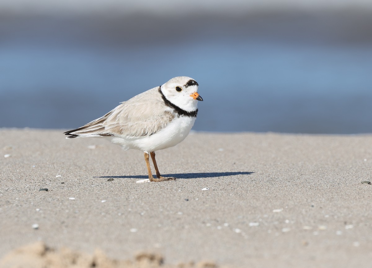 Piping Plover - ML620481253