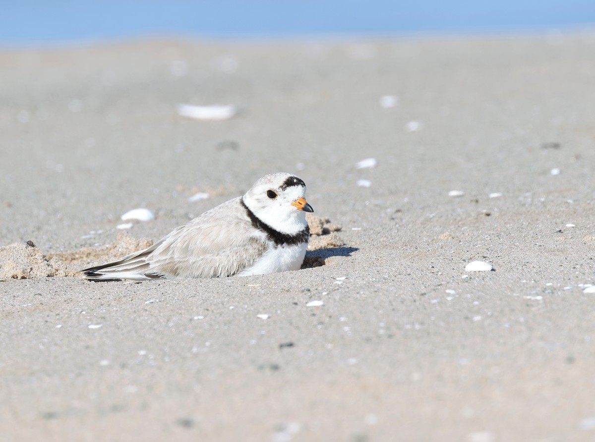 Piping Plover - ML620481254