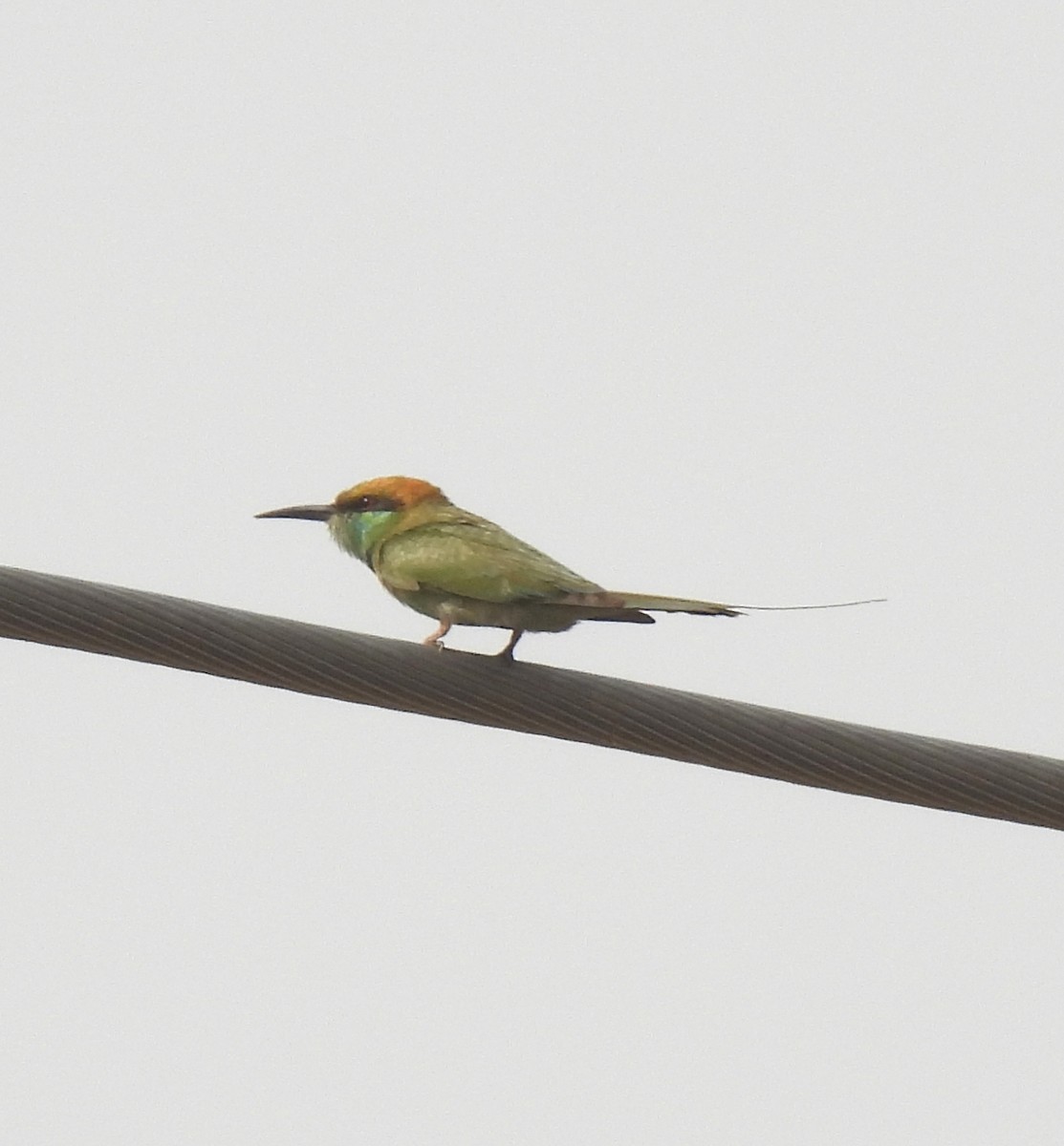 Asian Green Bee-eater - Rama M V