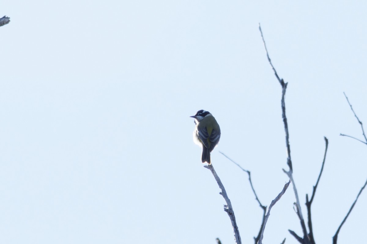 Black-chinned Honeyeater - ML620481270