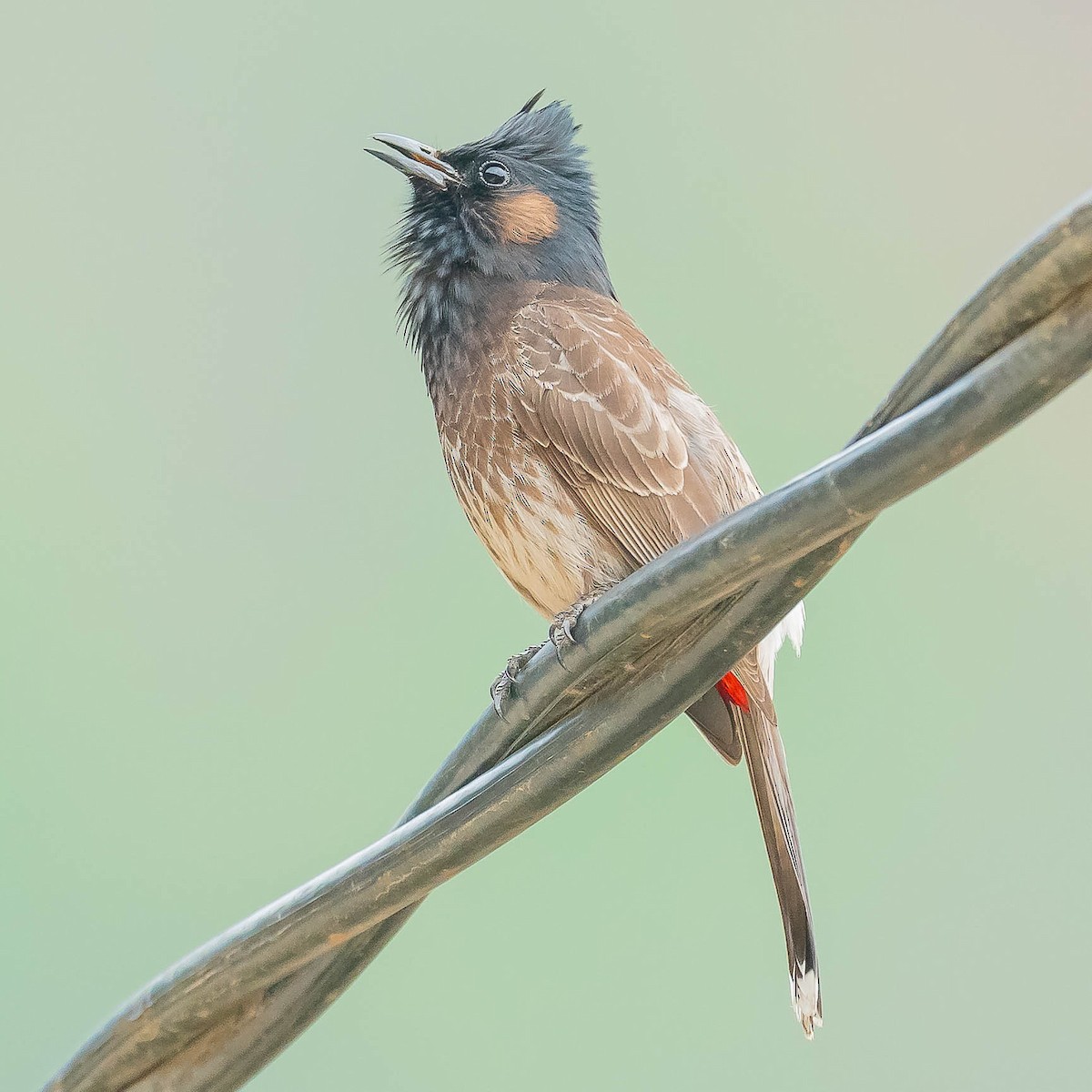 Red-vented Bulbul - ML620481272