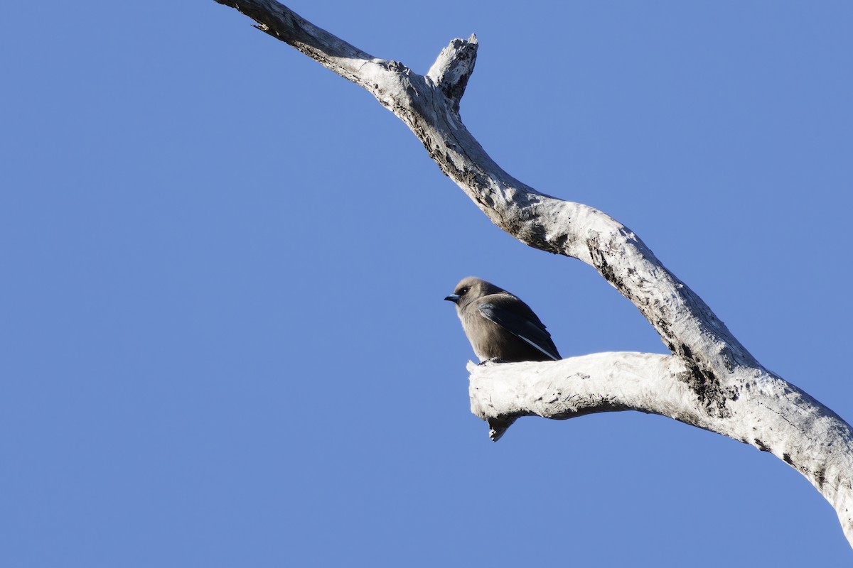 Dusky Woodswallow - ML620481274