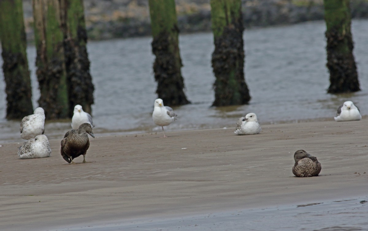 Great Black-backed Gull - ML620481278