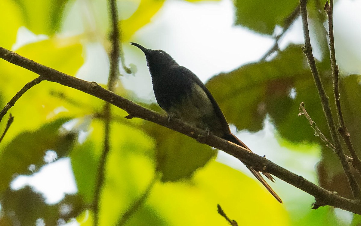 Black-throated Sunbird - ML620481283