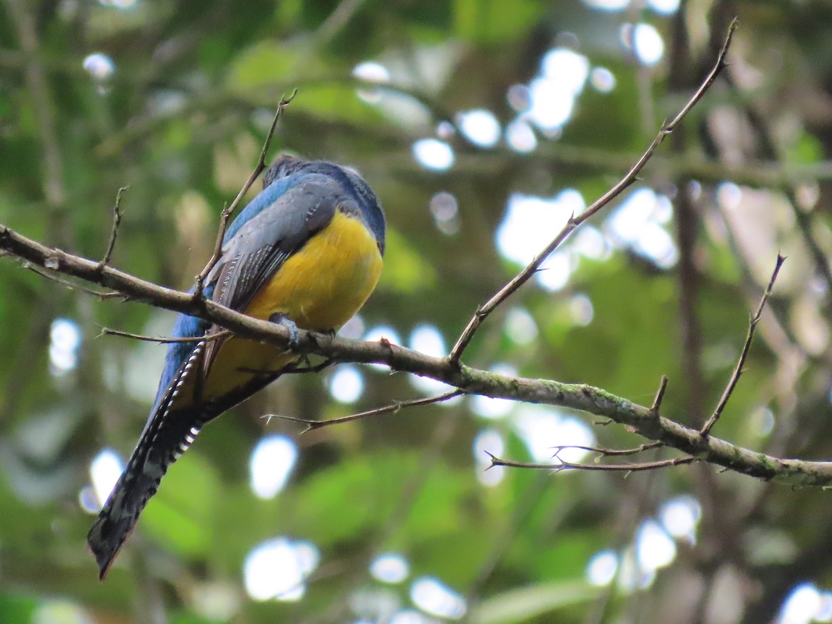 Gartered Trogon - Jeff  Witters