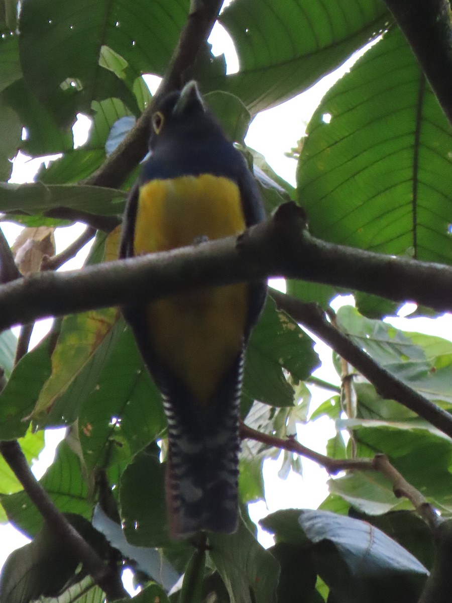 Mor Trogon - ML620481293