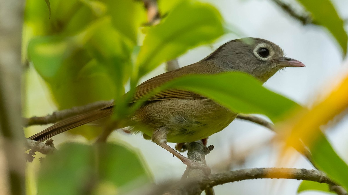 Nepal Fulvetta - ML620481299