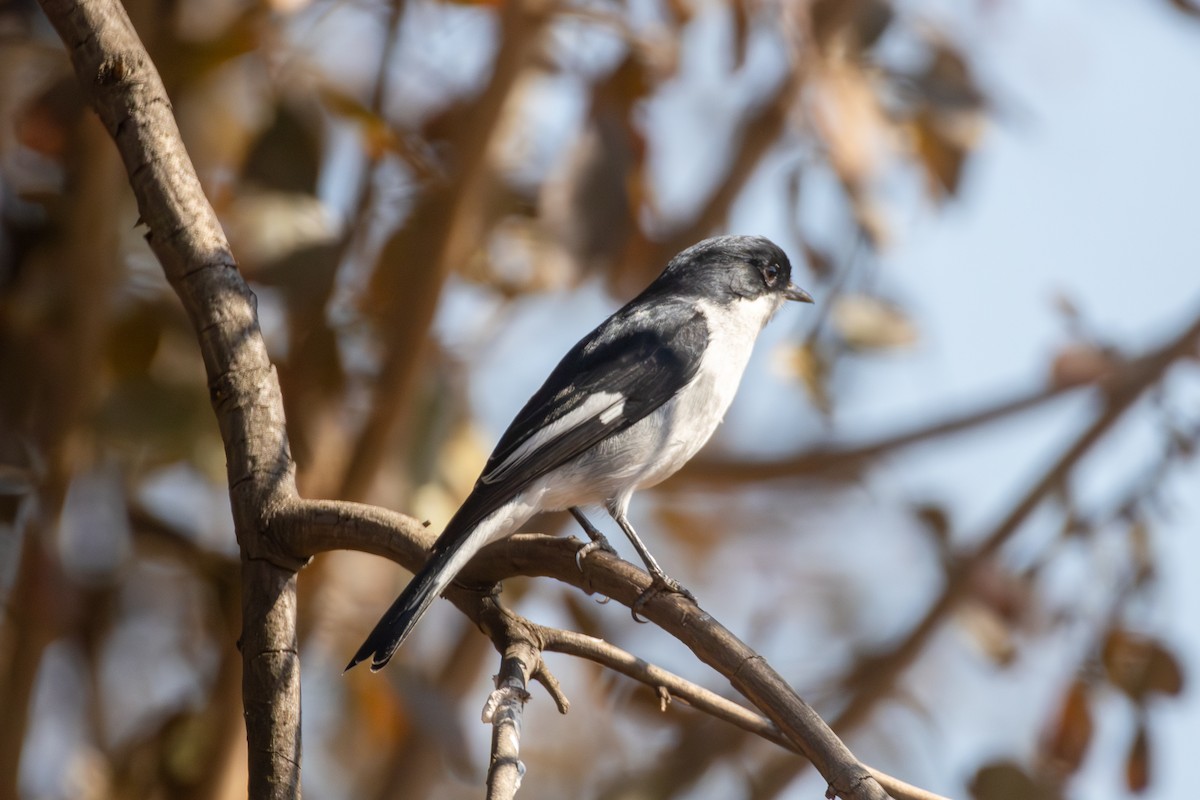 Fiscal Flycatcher - ML620481303