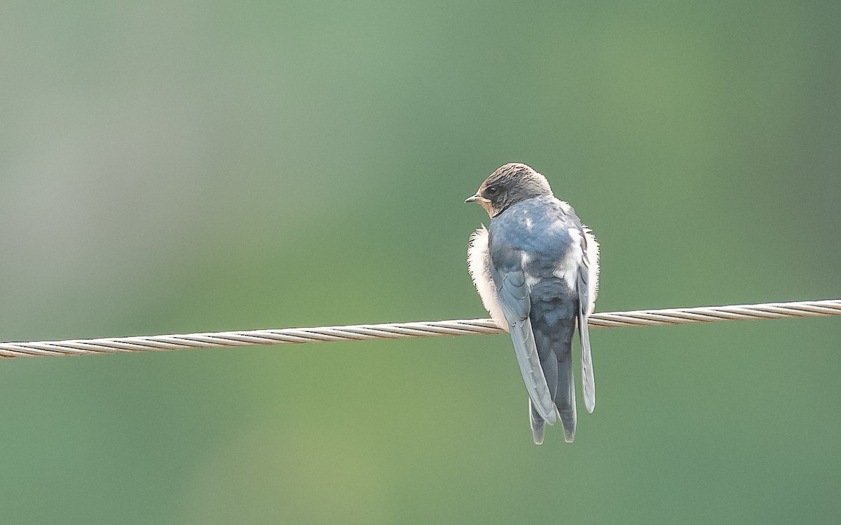 Golondrina Común - ML620481308