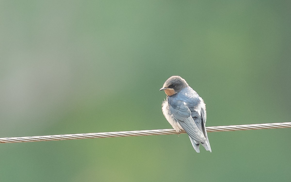 Barn Swallow - ML620481309