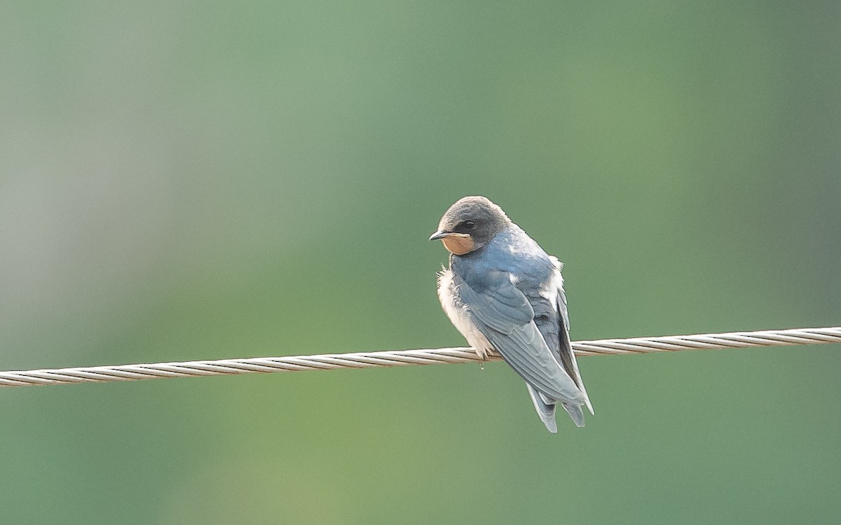 Golondrina Común - ML620481310