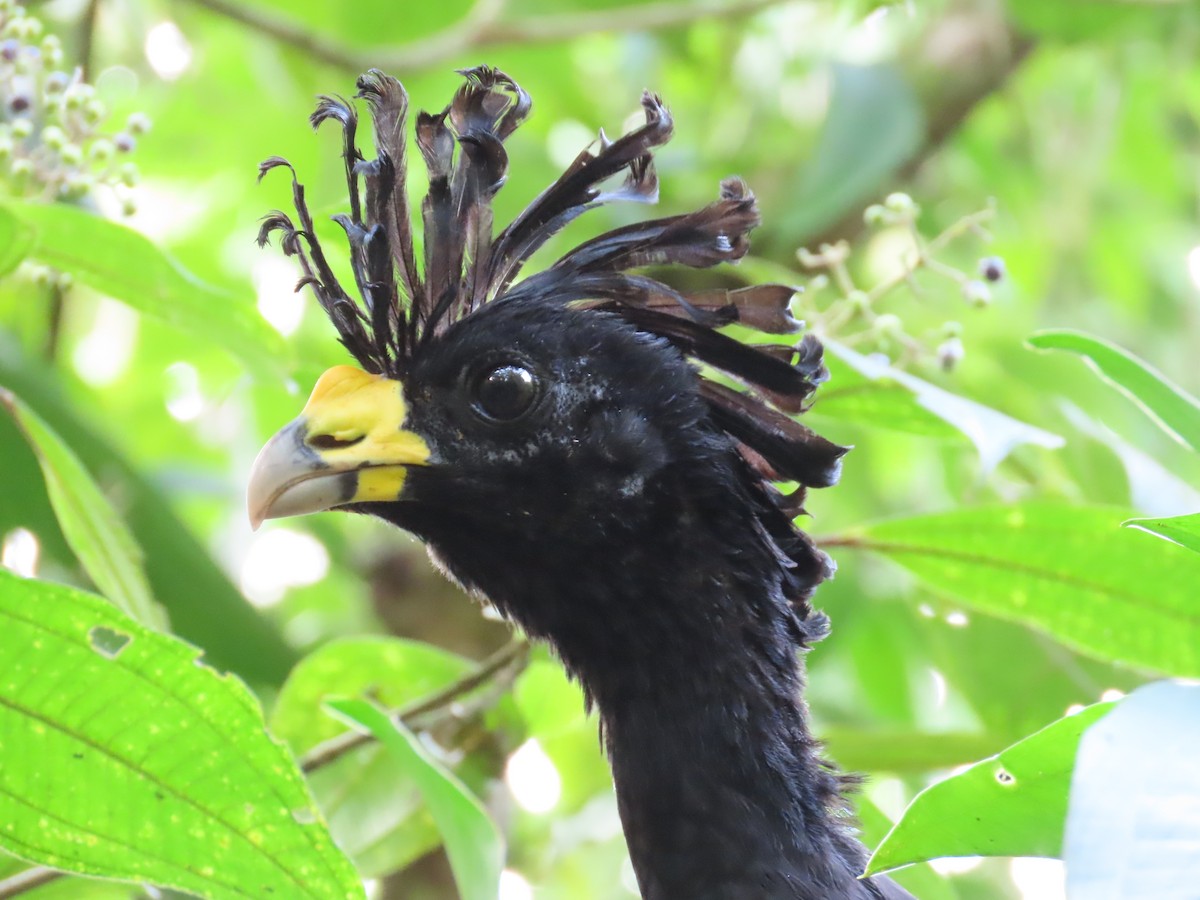 Great Curassow - ML620481316