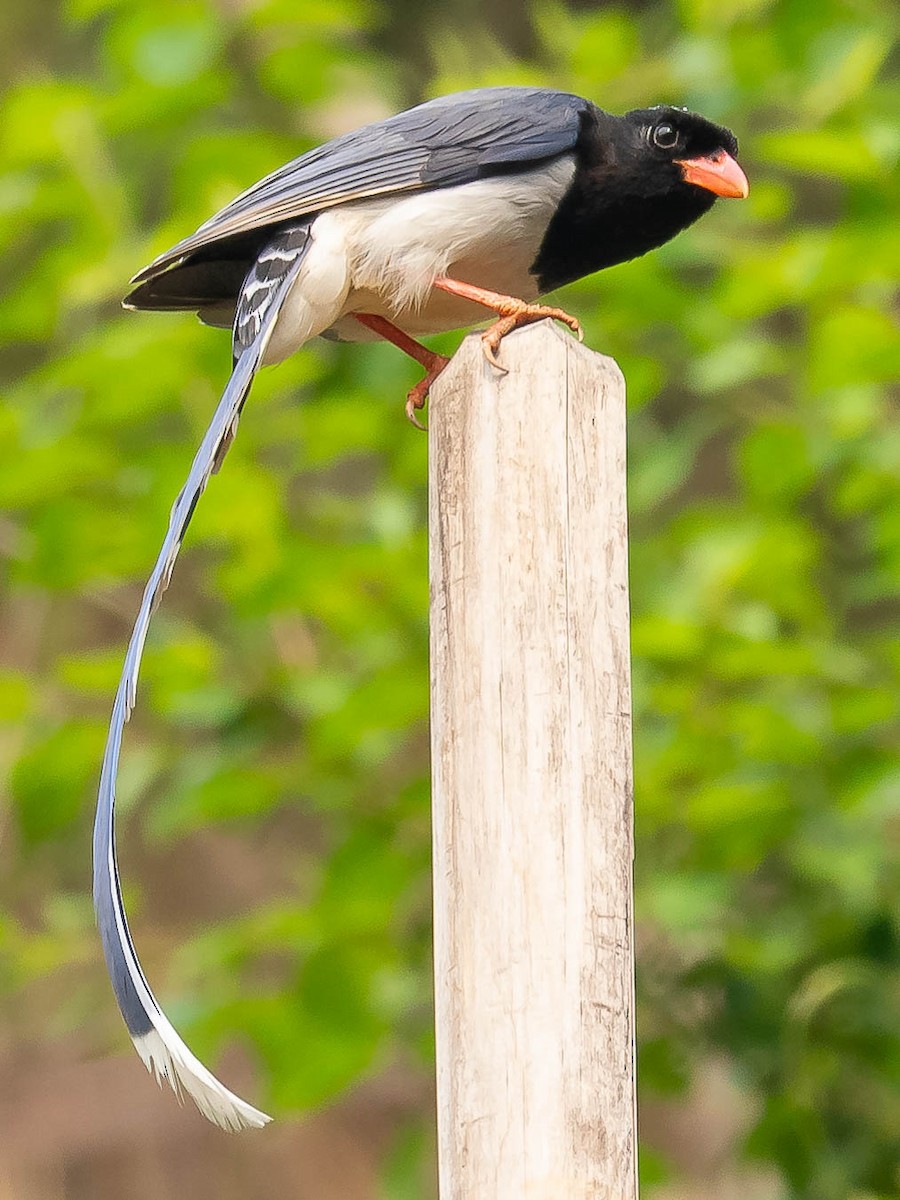 Red-billed Blue-Magpie - ML620481318