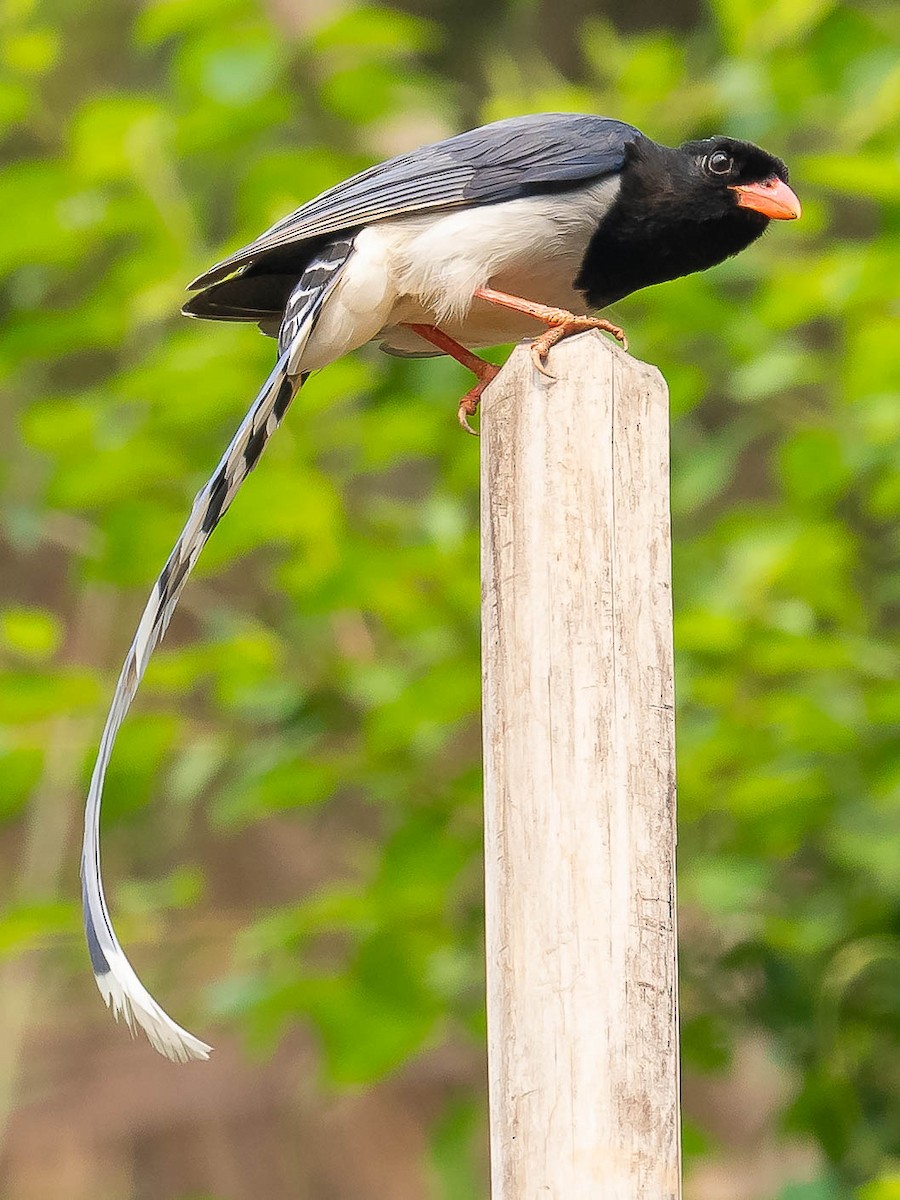 Red-billed Blue-Magpie - ML620481319