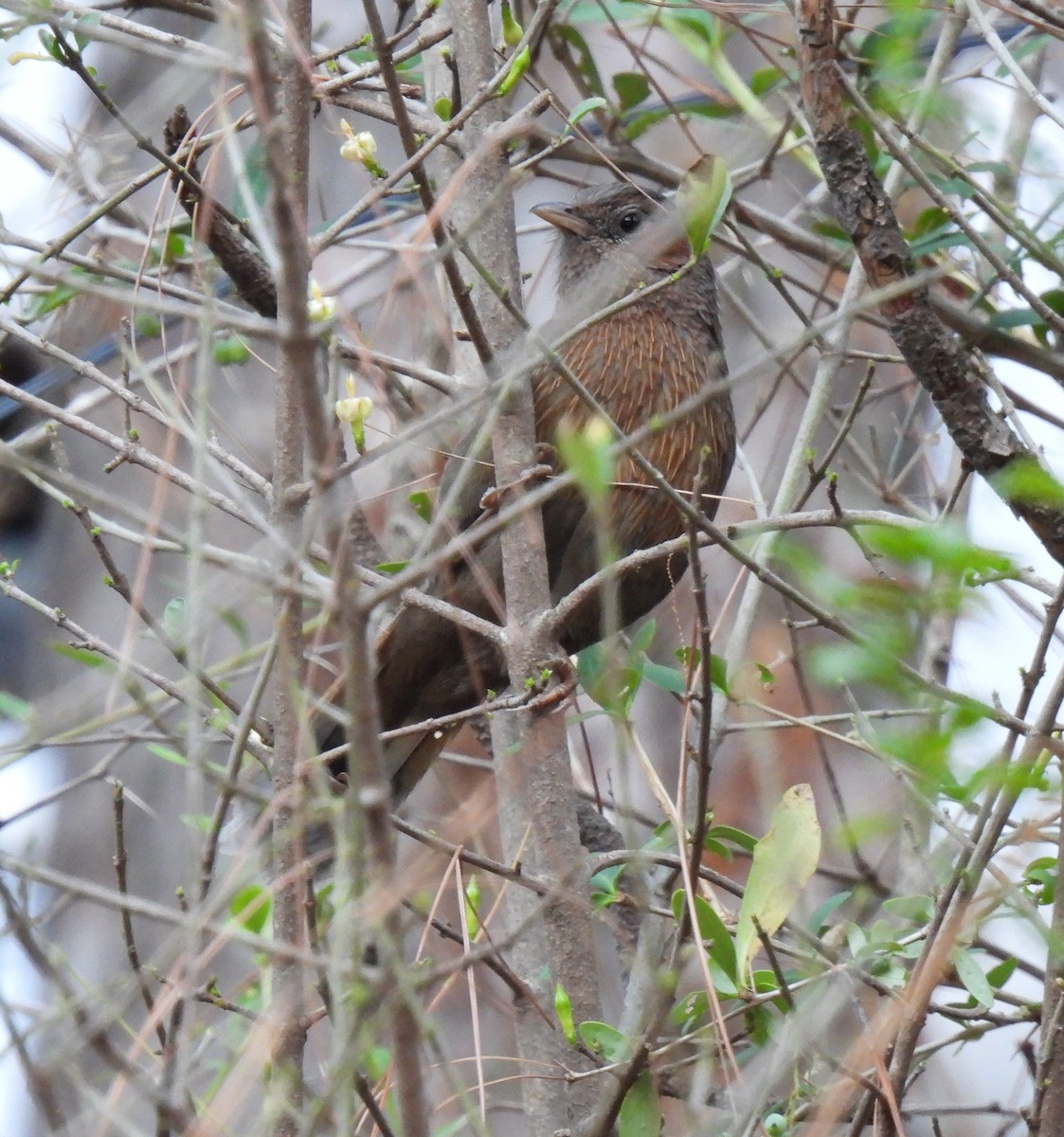 Streaked Laughingthrush - ML620481321