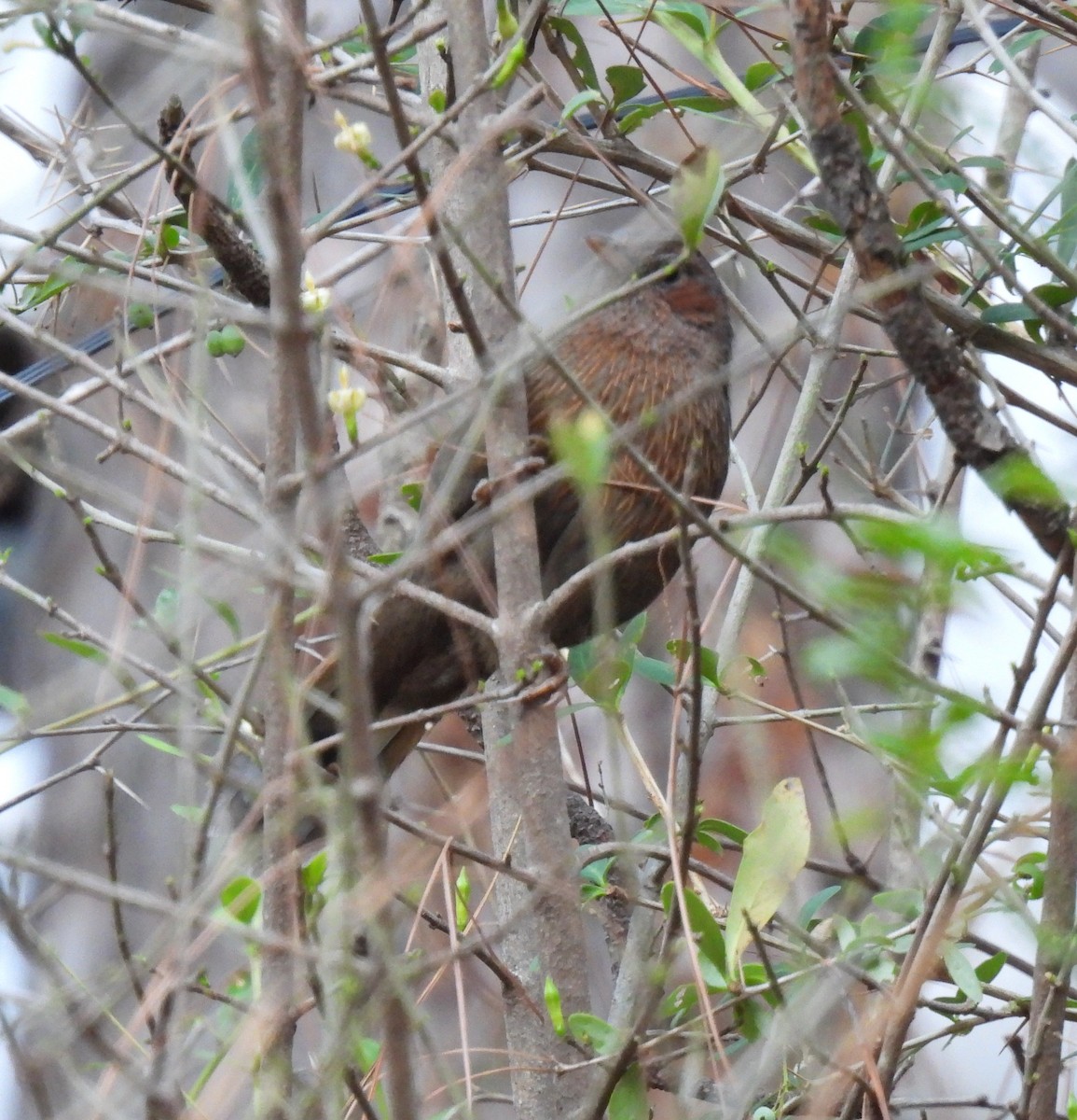 Streaked Laughingthrush - ML620481328