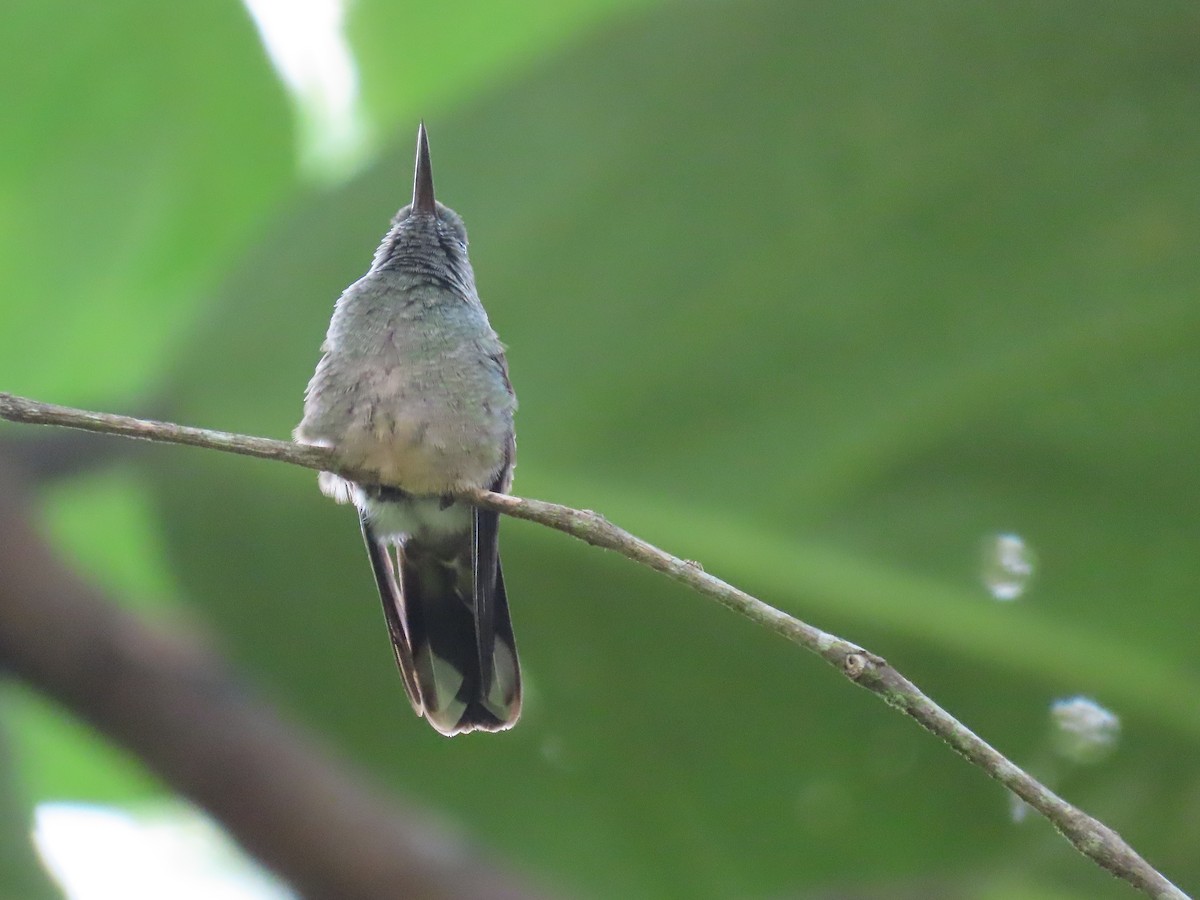 Scaly-breasted Hummingbird - Jeff  Witters